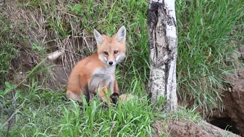 Red fox in the wild Stock Footage 150981611