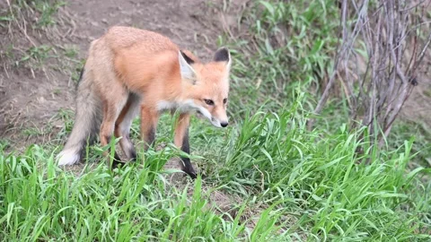 Red fox in the wild Видео 150981620
