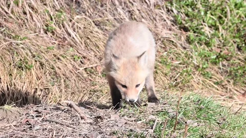 Red fox in the wild Stock Footage 150981628