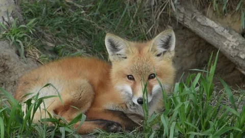 Red fox in the wild Stock Footage 150981638