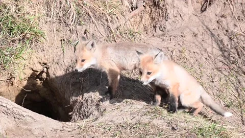 Red fox in the wild Stock Footage 150981641