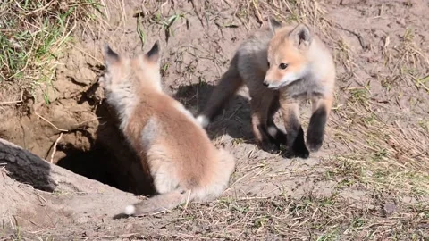 Red fox in the wild Stock Footage 150981664