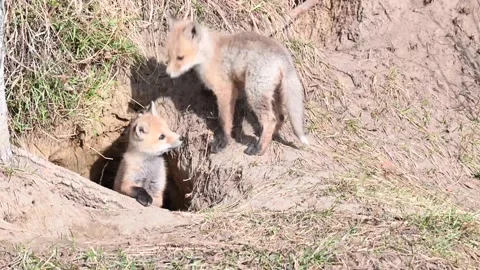 Red fox in the wild Stock Footage 150981668