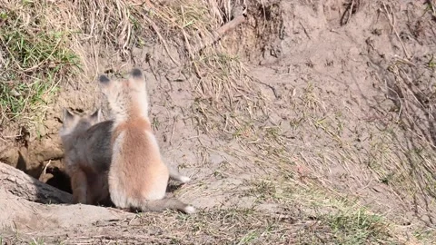 Red fox in the wild Stock Footage 150981680