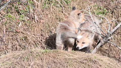 Red fox in the wild Stock Footage 150981687