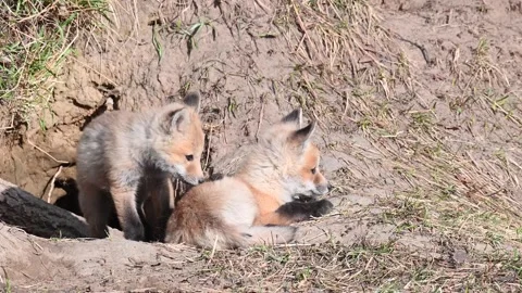 Red fox in the wild Stock Footage 150981699