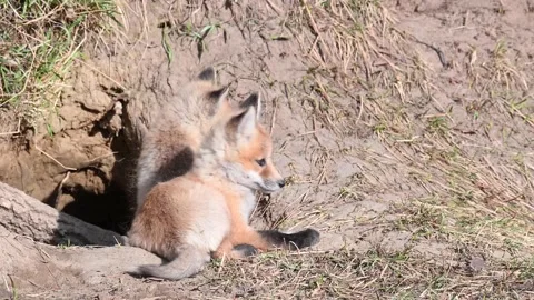 Red fox in the wild Stockbeeldmateriaal 150981707