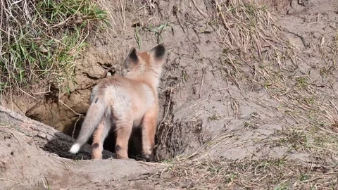 Red fox in the wild Stock Footage 150981714