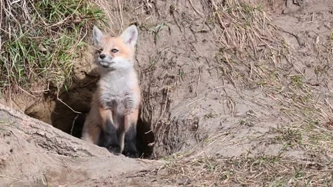 Red fox in the wild Stock Footage 150981730