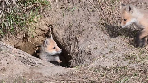 Red fox in the wild 動画素材 150981742
