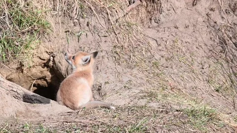 Red fox in the wild Stock Footage 150981748