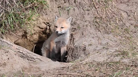 Red fox in the wild Видео 150981772