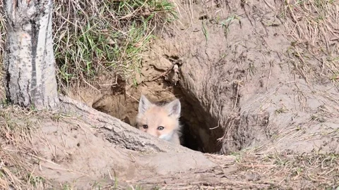 Red fox in the wild Stock Footage 150981788