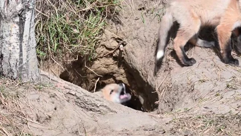 Red fox in the wild Stock Footage 150981846