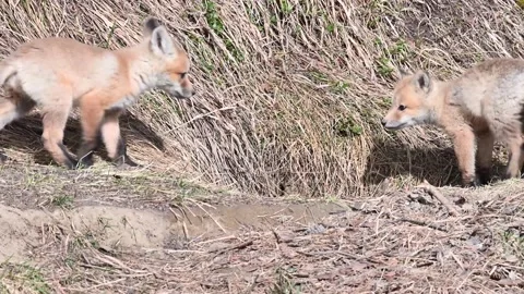 Red fox in the wild 스톡 동영상 150981853