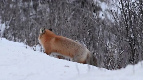 Red fox in the wild Stock Footage 150981882