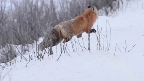 Red fox in the wild Video stock 150981895