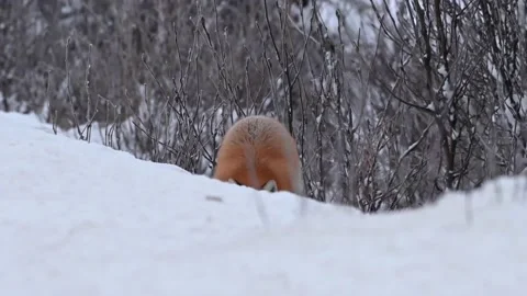 Red fox in the wild Stock Footage 150981918