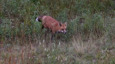 Red fox in the wild Video stock 150981945