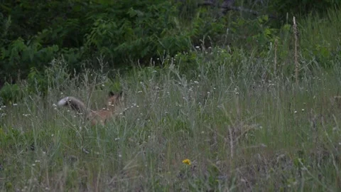 Red fox in the wild Stock Footage 314803756