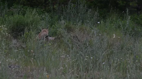 Red fox in the wild Stock Footage 314803766