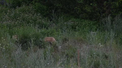 Red fox in the wild Vídeo Stock 314803767