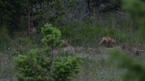 Red fox in the wild Видео 314803769