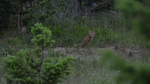 Red fox in the wild Stock Footage 314803774