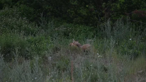 Red fox in the wild Stock Footage 314803775