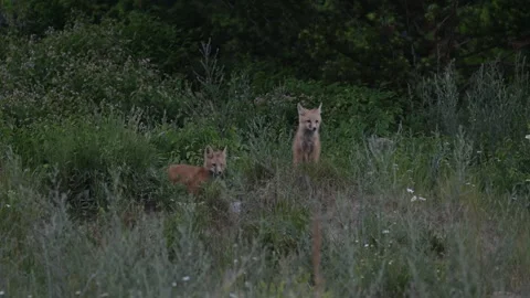Red fox in the wild Stock Footage 314803776