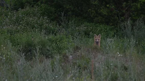 Red fox in the wild Stock Footage 314803779