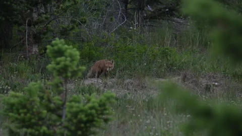 Red fox in the wild Stock-Footage 314803787