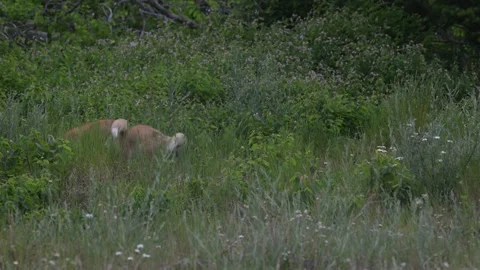 Red fox in the wild 스톡 동영상 314803798