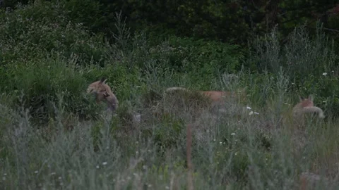 Red fox in the wild Видео 314803803