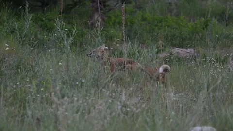 Red fox in the wild Stock Footage 314803811
