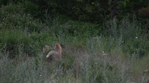 Red fox in the wild Stock Footage 314803819