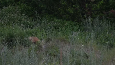 Red fox in the wild Stock Footage 314803823