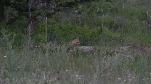 Red fox in the wild Stock Footage 314803831