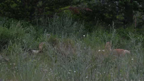 Red fox in the wild Stock Footage 314803838
