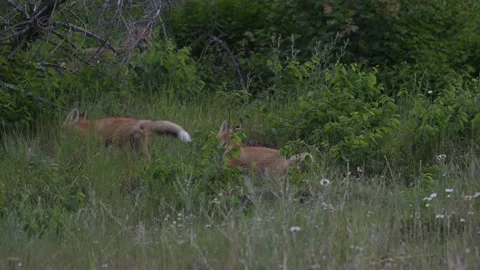 Red fox in the wild Stock Footage 314803839