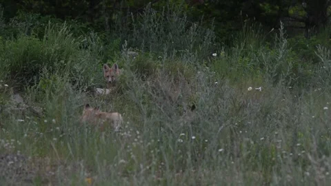 Red fox in the wild Stock Footage 314803847