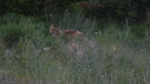 Red fox in the wild Stock Footage 314803862