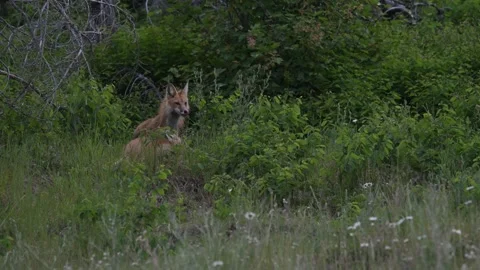 Red fox in the wild 動画素材 314803867