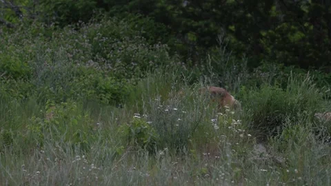 Red fox in the wild Vídeo Stock 314803873