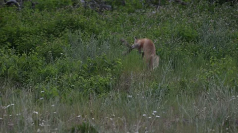 Red fox in the wild Видео 314803874