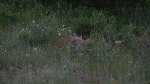 Red fox in the wild Stock Footage 314803880
