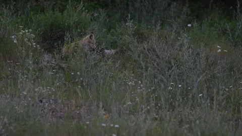 Red fox in the wild Stock Footage 314803885