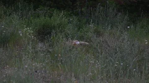 Red fox in the wild Stock Footage 314803887