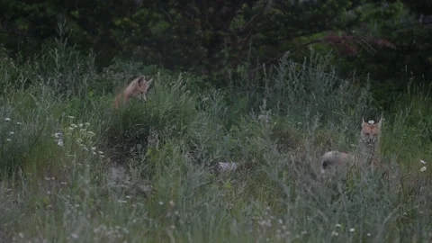 Red fox in the wild 스톡 동영상 314803888