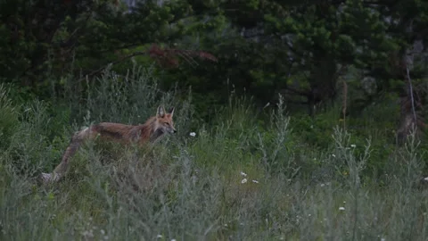 Red fox in the wild 動画素材 314803897
